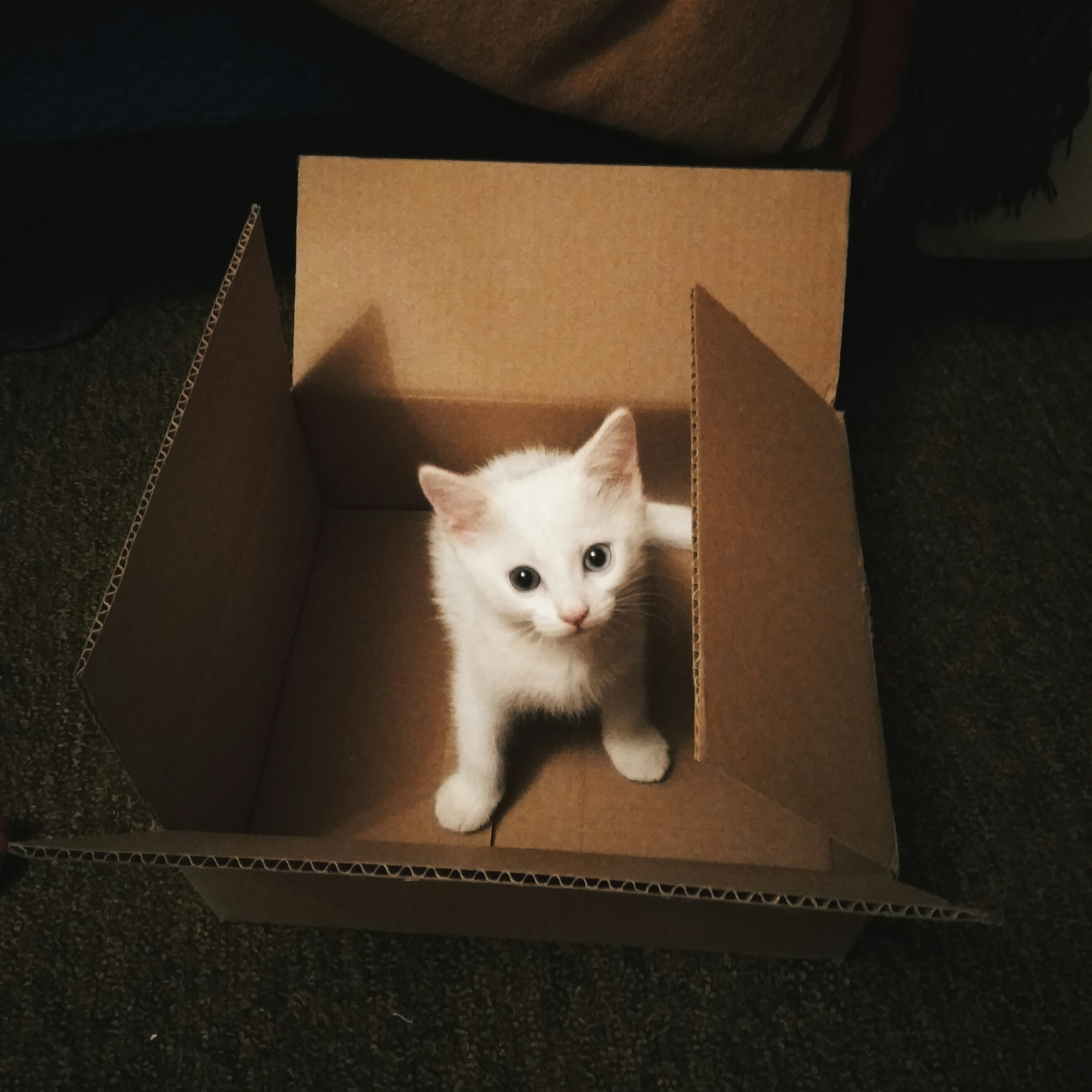 Kitty #1