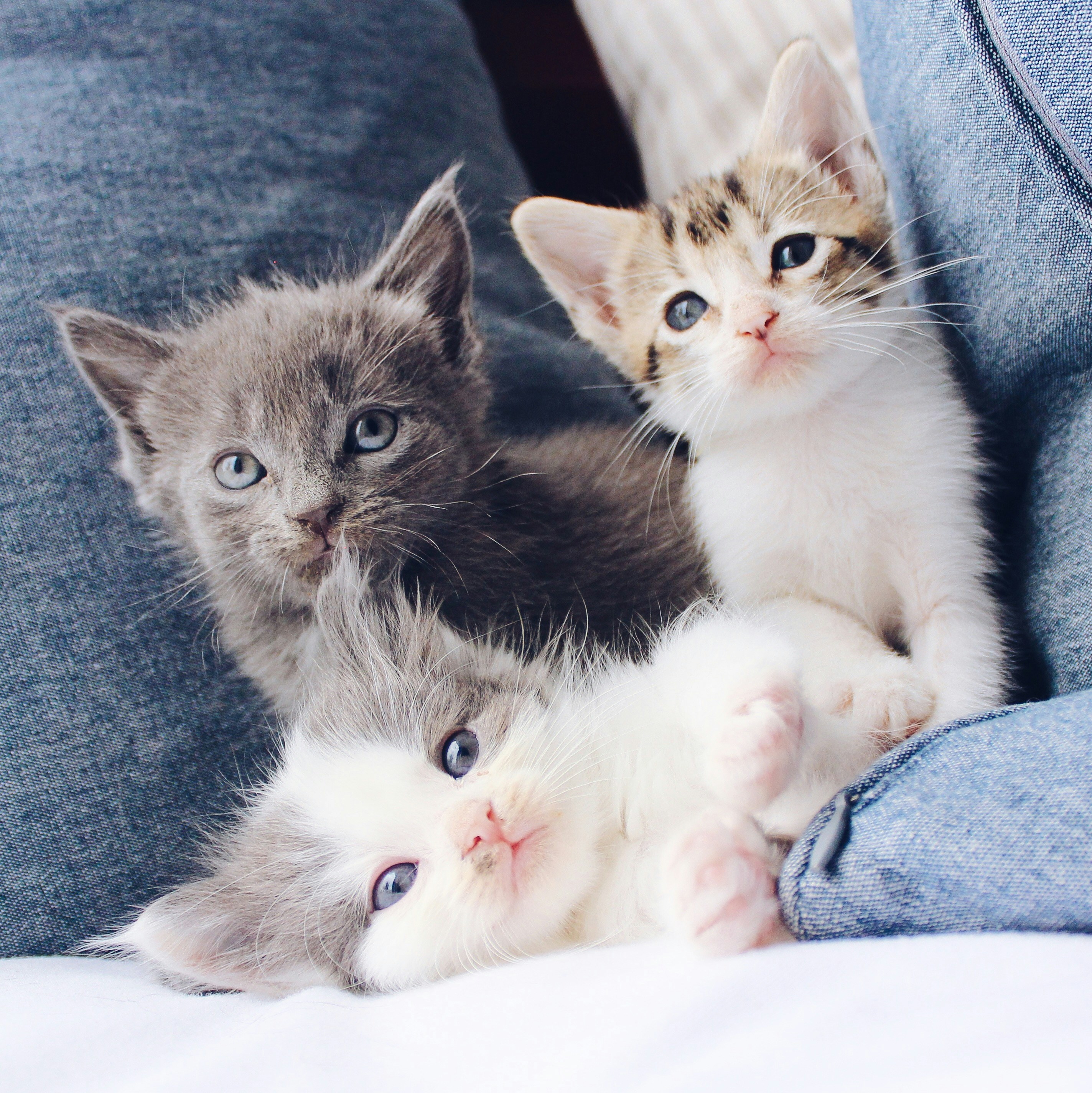 Kitty #4