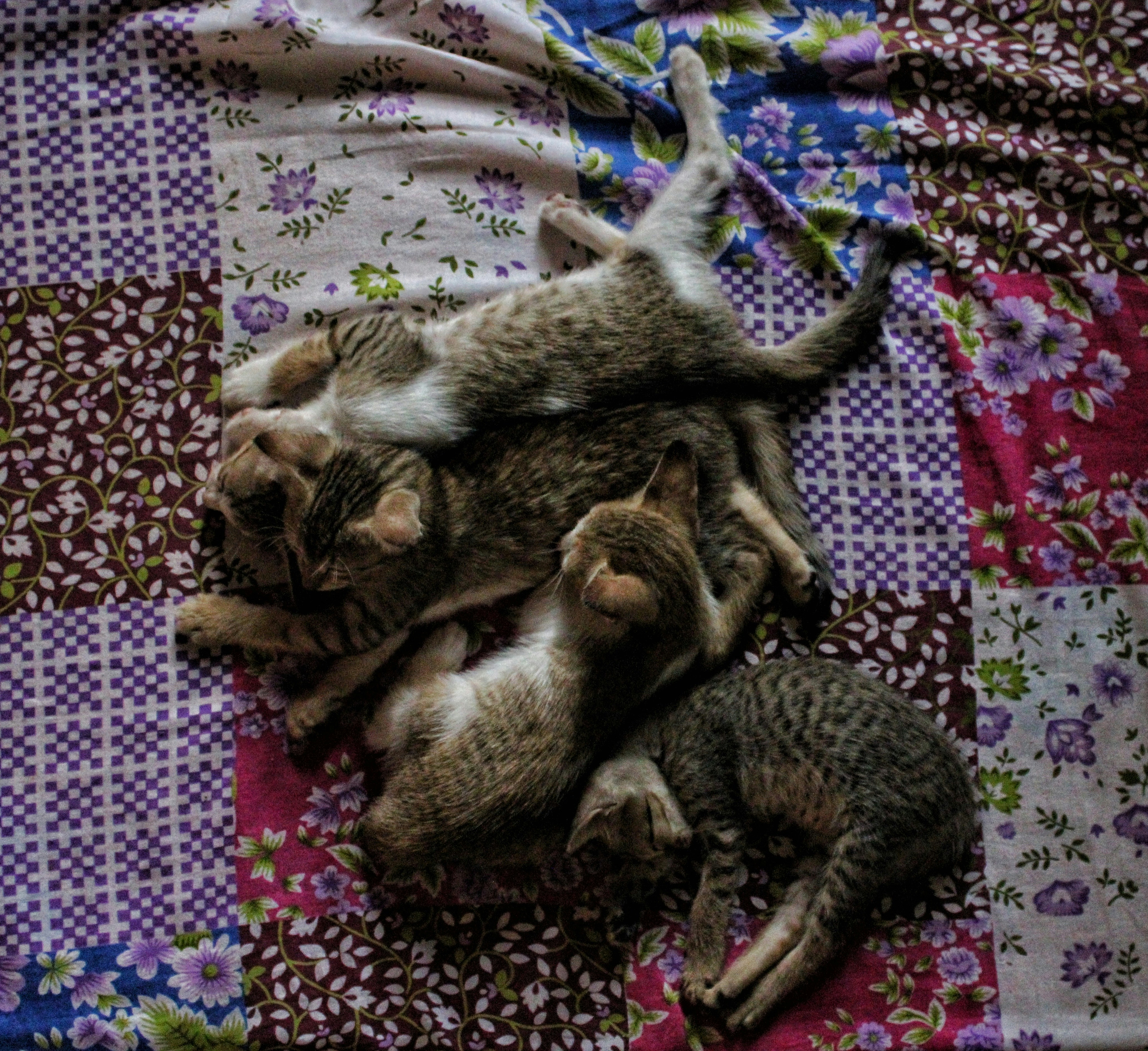 Kitty #5